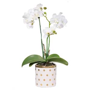 Dot Potted White/Gold Orchid