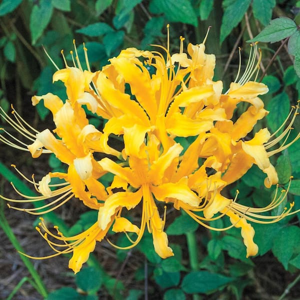 Breck's Golden Spider Lily (Lycoris Aurea) Bulbs (5-Pack)