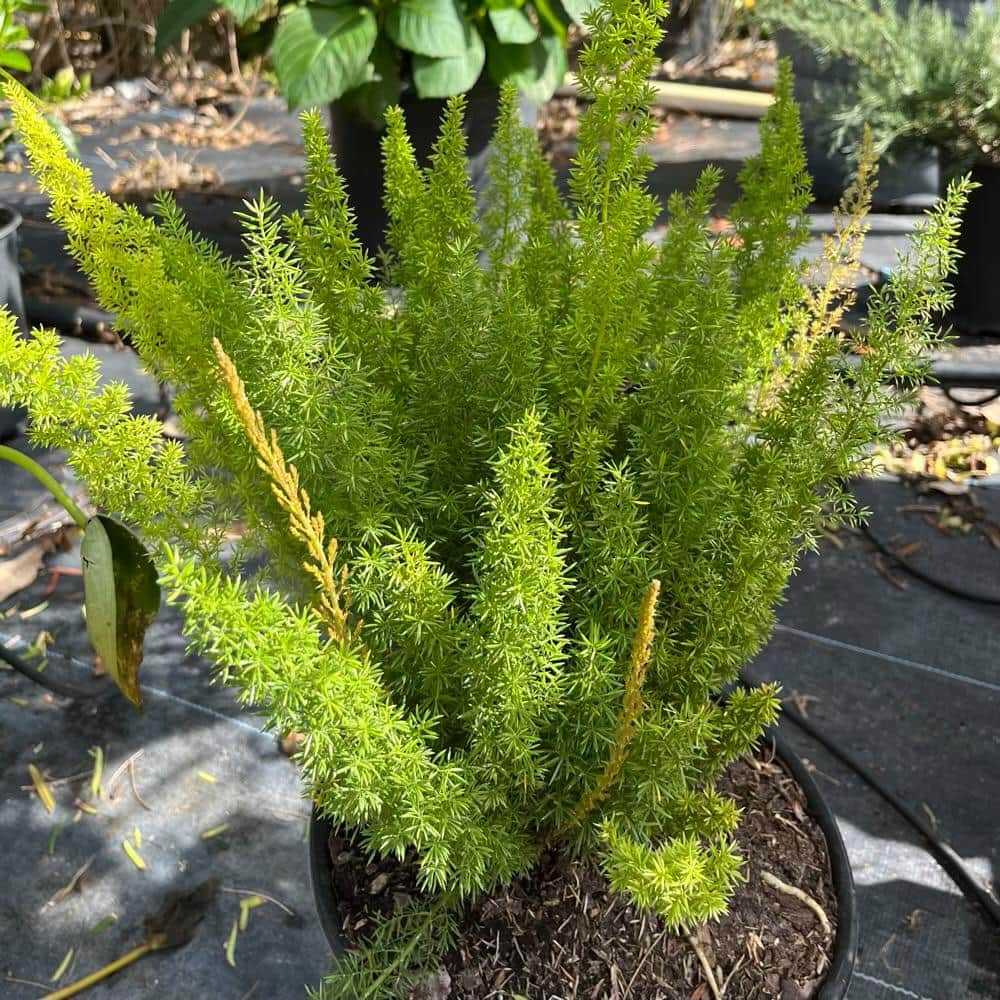 Foxtail Asparagus Fern — Green Acres Nursery & Supply
