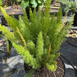 3 Gal. Foxtail Fern (Asparagus) Plant in 10 in. Black Nursery Pot