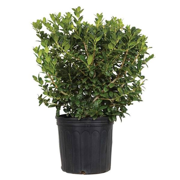 Unbranded 7 Gal. Dwarf Burford Holly(Ilex), Live Evergreen Shrub, Glossy Foliage with a Single Spine