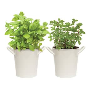 Herb Garden Kit with White Metal Planter (Basil and Mint) (2-Pack)