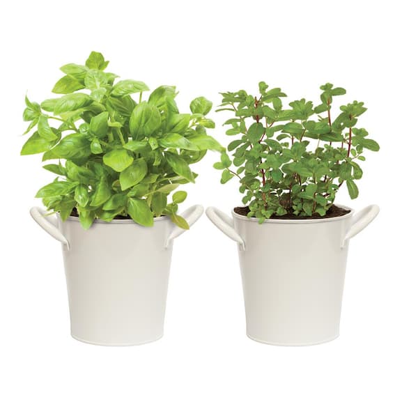 Garden State Bulb Herb Garden Kit with White Metal Planter (Basil and Mint) (2-Pack)