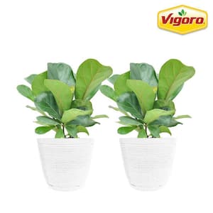 6 in. Little Fiddle Leaf Fig Indoor Plant in Small White Ribbed Plastic Decor Planter (2-Pack)