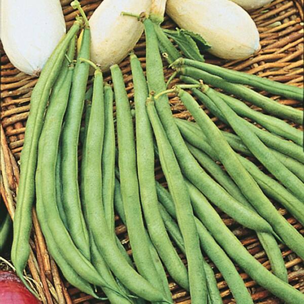 thumbnail image 2 of 35+ Fresh 2023 Yard Long Green Bean Seeds – Non-GMO, Climbing, Easy Grow 2 of 4