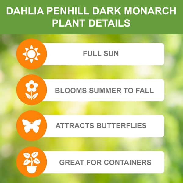 Penhill Dark Monarch Dinnerplate Dahlia Flower Bulbs, Bare Roots (Bag of 6)