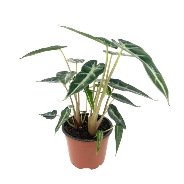 Wekiva Foliage Alocasia Mickey Mouse Plant-Live Plant in a 4 Inch Pot-Xanthosoma Sagittifolium Variegatum Monstrosum-Houseplant