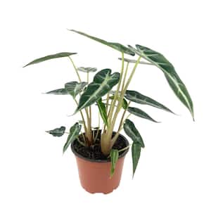 Alocasia Bambino - Live Plant in a 4 in. Pot - Alocasia Amazonica Bambino - Florist Quality Air Purifying Indoor Plant