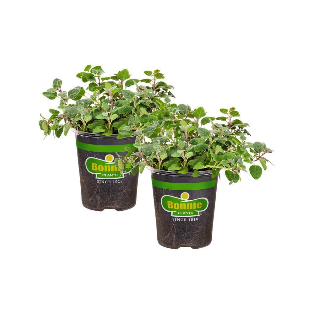 Greek Oregano Herb Plant 4.5 Inch Container 2-Pack