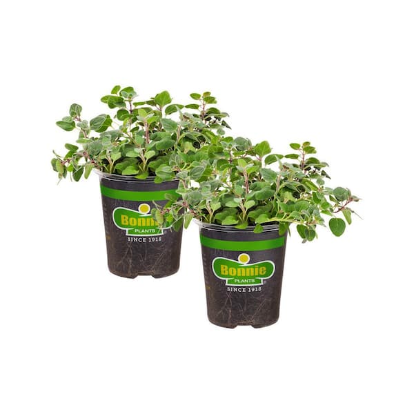 Bonnie Plants 19 oz. Greek Oregano Herb Plant (2-Pack)