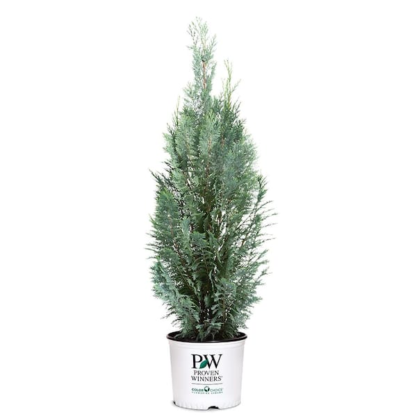 PROVEN WINNERS 2 Gal. Pinpoint Blue Cypress Shrub with Blue Foliage