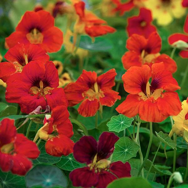 Gurney's Nasturtium Dwarf Compact Mixture, Orange, Red and Yellow Flowers (50 Seed Packet)