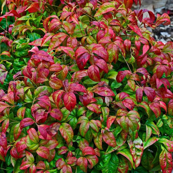 national PLANT NETWORK 1 Gal. Heavenly Bamboo Nandina Fire Power