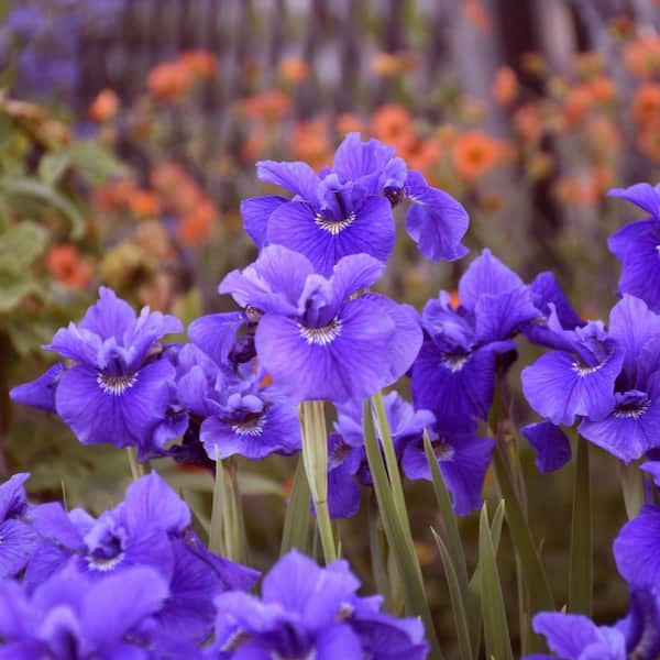 Bareroot Iris Ruffled Velvet Perennial Plant with Red Flowers (3-Pack)