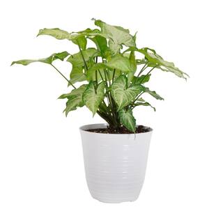 Syngonium White Butterfly Arrowhead Plant in 6 inch White Decor Pot