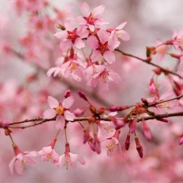 7 Gal. Okame Cherry Flowering Deciduous Tree with Pink Flowers