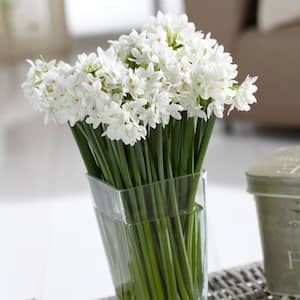 Mammoth Paperwhites (Set of 6)