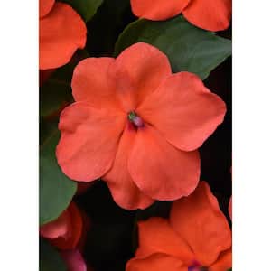 4.5 in. Beacon Rose Impatiens Outdoor Annual Plant with Pink Flowers