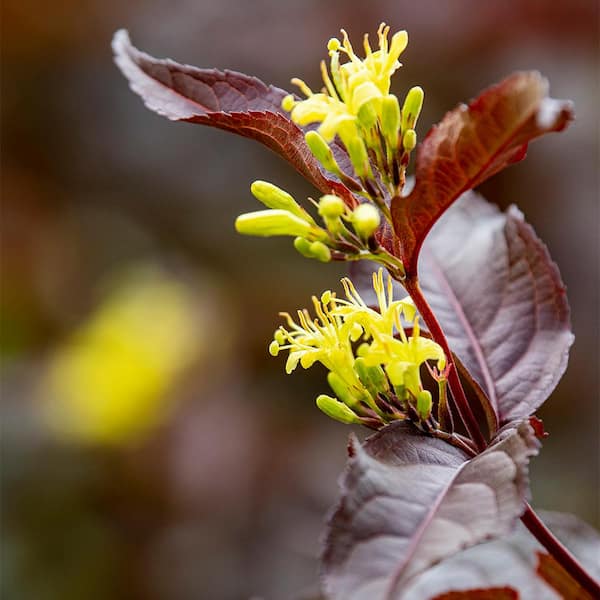Spring Hill Nurseries 1.50 Gal. Pot, Nightglow Diervilla, Live Deciduous Flowering Shrub (1-Pack)