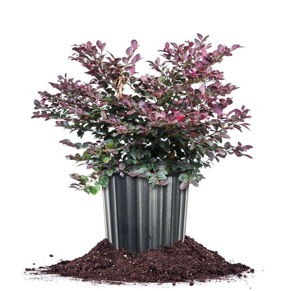 Perfect Plants Cerise Charm Loropetalum 3 gal. Growers Pot, Pink