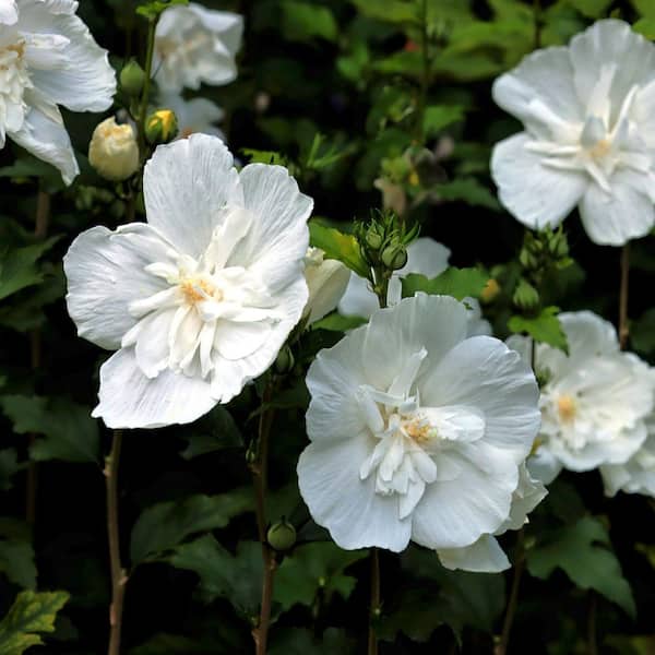 national PLANT NETWORK 3 gal. Hibiscus White Pillar HD2944 - The