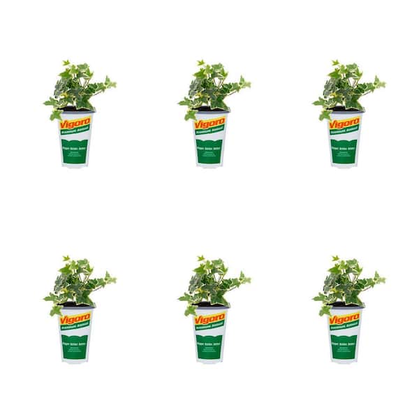 Vigoro 1-Pint English Ivy Glacier Green and Yellow Annual Plant (6-Pack)