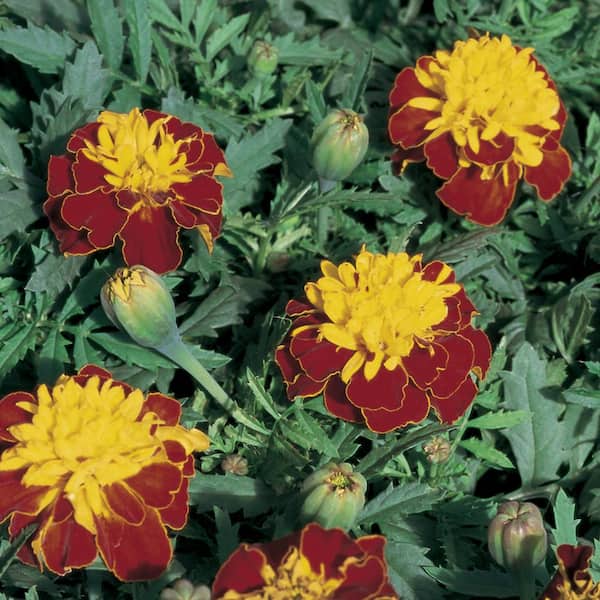 ALTMAN PLANTS "Super Hero" Spry Marigold Plant (6 Pack)