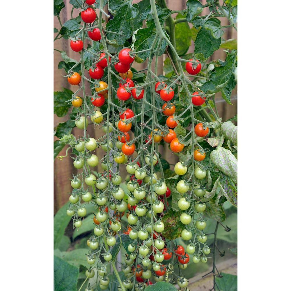 Tomato Plant 