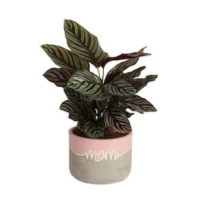Grower's Choice Calathea Indoor Plant in 6 in. Decor Pot, Avg. Shipping Height 10 in. Tall