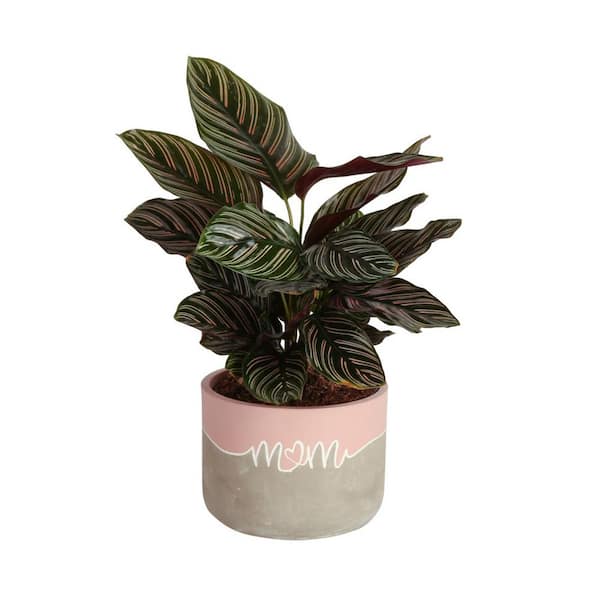 Costa Farms Grower's Choice Calathea Indoor Plant in 6 in. Decor Pot, Avg. Shipping Height 10 in. Tall