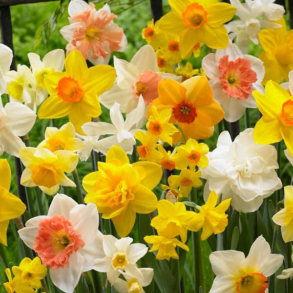 Daffodils Kitchen Sink Mix Quantity Landscape (Set of 600) Bulbs