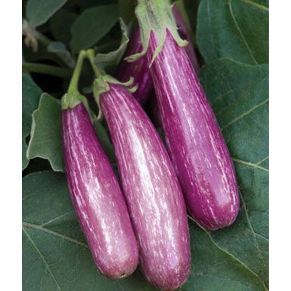 PROVEN WINNERS Fairy Tale Eggplant, Live Plant, Vegetable, 4.25 in. Grande