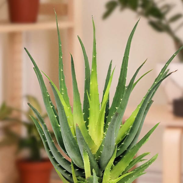alternative zu aloe vera gel Aloe Vera Gel für Gesicht & Körper! main image 1