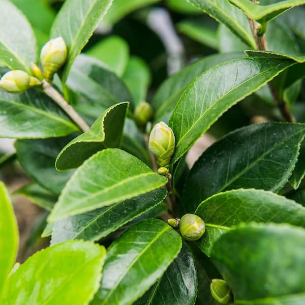 Reviews for Perfect Plants 3. Gal Pink Perfection Camellia