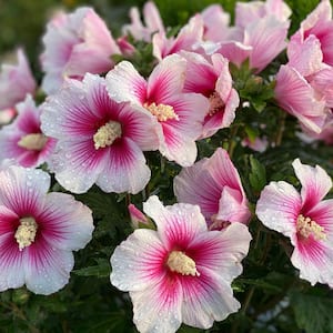 2 Gal. Paraplu Pink Ink Rose of Sharon (Hibiscus) Shrub with White and Pink Flowers