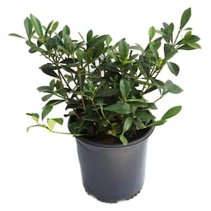 2.5 Qt. White Blooms Variegated Radicans Gardenia Plant