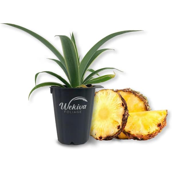 Wekiva Foliage Juicy Pineapple Plant-Live Tissue Culture Starter Plant-Ananas Comosus-Edible Fruit Tree for The Patio and Garden