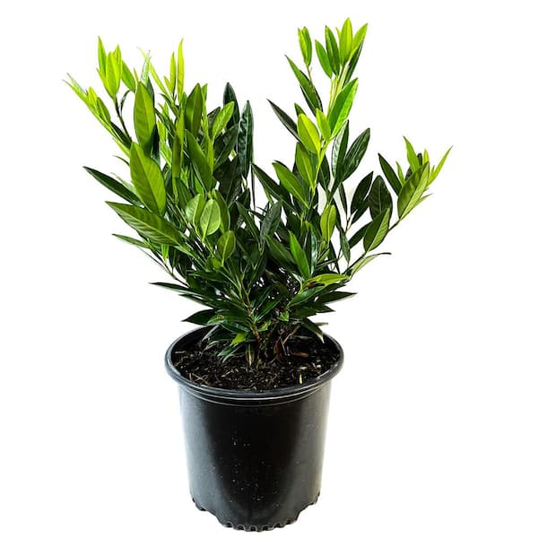 Unbranded 2.25 Gal. Otto Luyken Laurel with Creamy White Flower Spikes