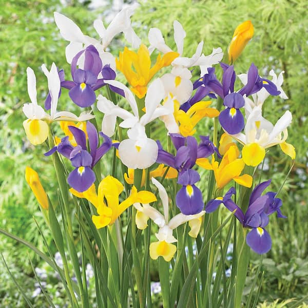 VAN ZYVERDEN Dutch Iris Mixed Set of 50 Bulbs