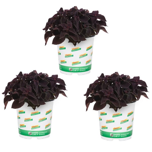 Vigoro 2 QT. Black Coleus Vino Annual Plant (3-Pack)