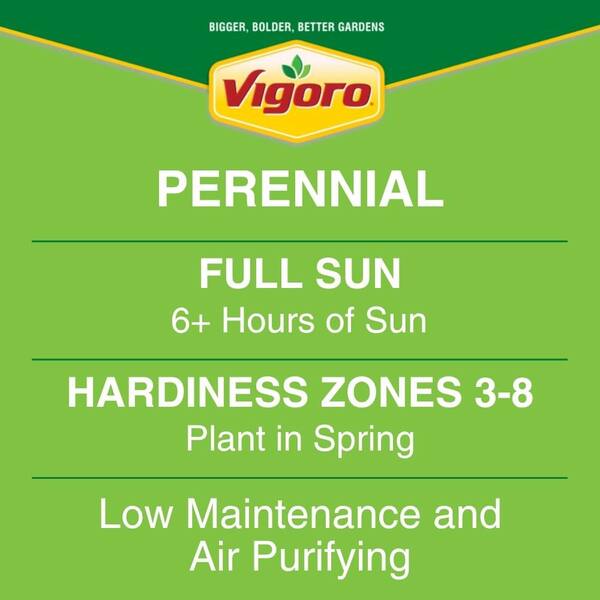 2 Qt. Echinacea Sunseeker Magenta Perennial Plant (3-Pack)