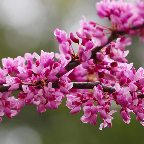 7 gal. Golden Falls Redbud Tree