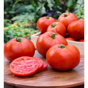1.19 qt. Better Boy Tomato Plant (6-Pack)