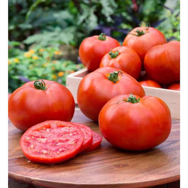 Tomato (Slicer): Wood's Famous Brimmer Tomato (20 or 100 seeds