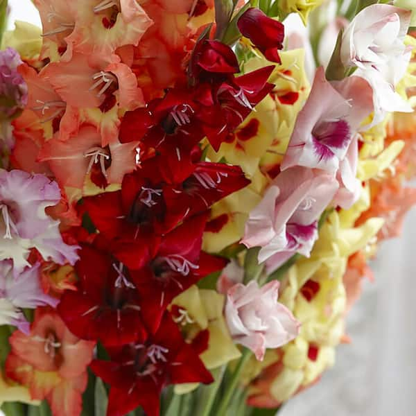 VAN ZYVERDEN Gladiolus Large Flowering Endless Summer Mixture (Set 