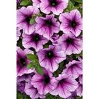 4.25 in. Grande Supertunia Bordeaux (Petunia) Live Plant, Purple Flowers (4-Pack)