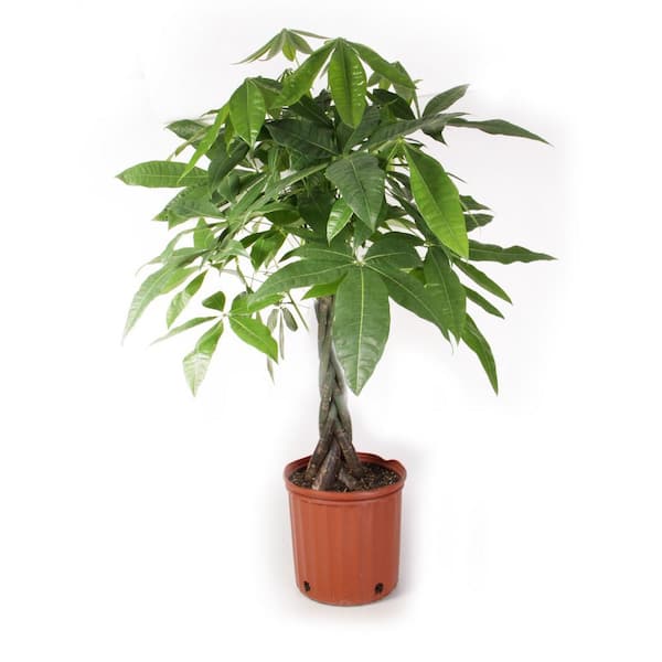 BELL NURSERY 2 Gal. Pachira Indoor Plant in 10 in. Nursery Pot