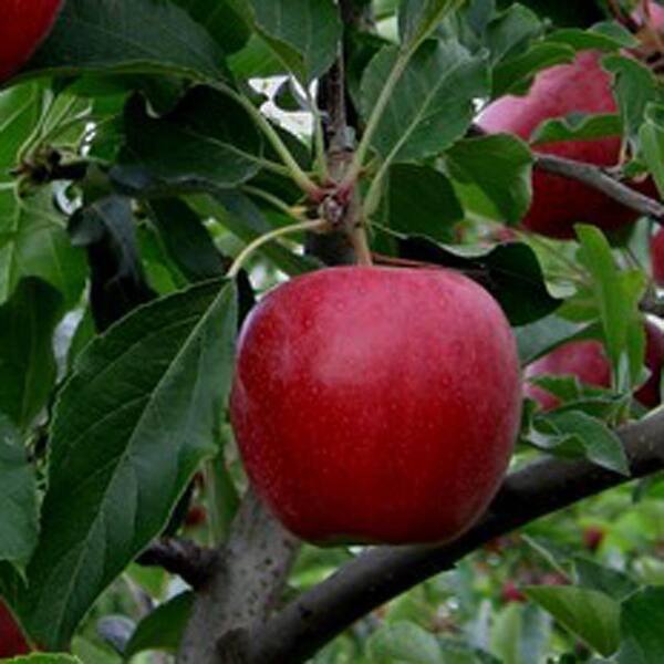 OnlinePlantCenter 5 gal. 5 ft. Gala Apple Fruit Tree