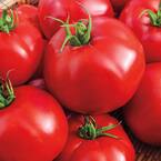 Tomato Tasty Beef Hybrid Vegetable Seeds (20 Seed Packet)