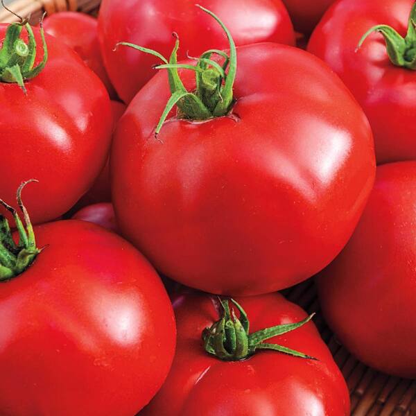 Gurney's Tomato Tasty Beef Hybrid Vegetable Seeds (20 Seed Packet)